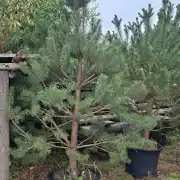 Sosna pospolita – Pinus sylvestris