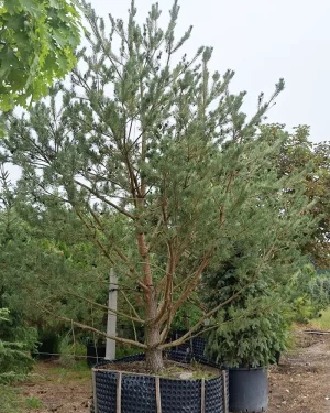 Sosna pospolita – Pinus sylvestris