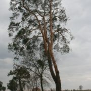 Sosna pospolita – Pinus sylvestris