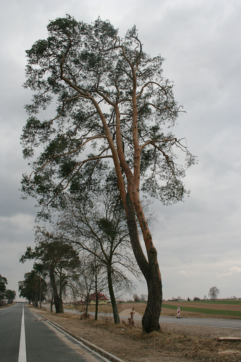 Sosna pospolita – Pinus sylvestris