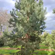 Sosna pospolita – Pinus sylvestris