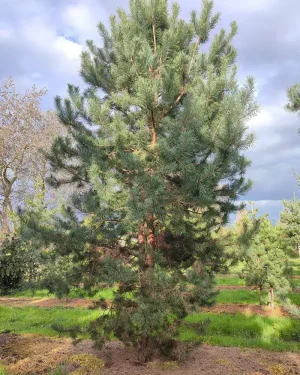 Sosna pospolita – Pinus sylvestris