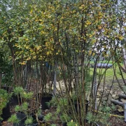 Świdośliwa Lamarcka  – Amelanchier lamarckii