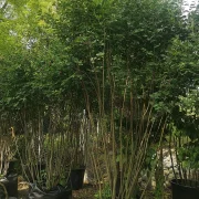 Świdośliwa Lamarcka  – Amelanchier lamarckii