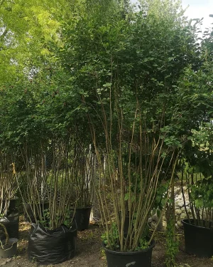 Świdośliwa Lamarcka  – Amelanchier lamarckii