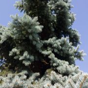 Świerk kłujący *Kolumna niebieska* – Picea pungens