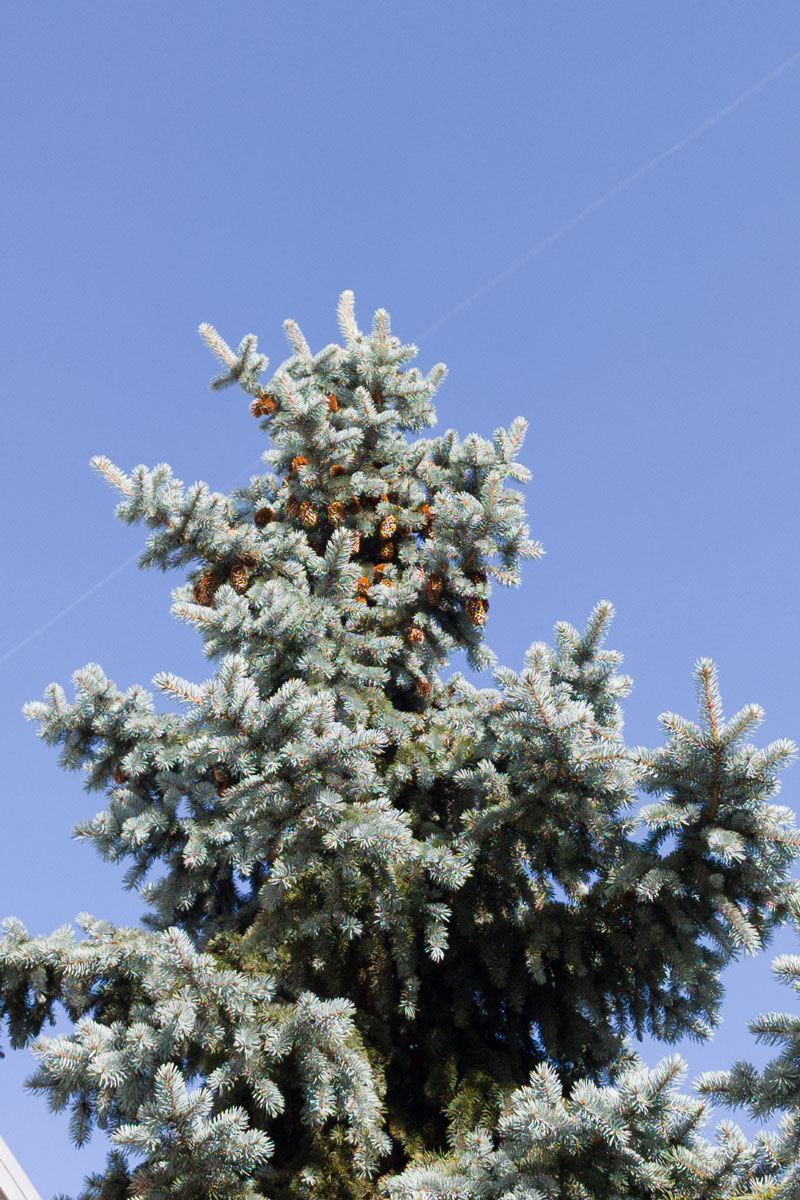 Świerk kłujący *Kolumna niebieska* – Picea pungens