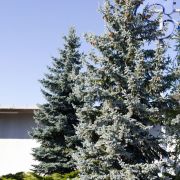 Świerk kłujący *Niebieski Premium* – Picea pungens
