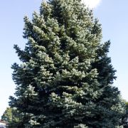 Świerk kłujący *Niebieski Selekt* – Picea pungens f. glauca