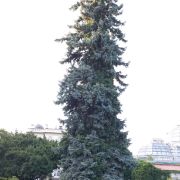 Świerk kłujący *Niebieski Selekt* – Picea pungens f. glauca