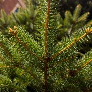 Świerk kłujący *Mieszany* – Picea pungens