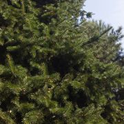 Świerk kłujący *Mieszany* – Picea pungens