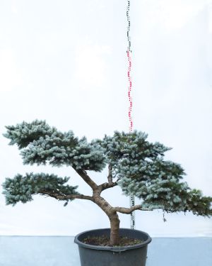 Świerk kłujący Niebieski bonsai no.150 – Picea pungens
