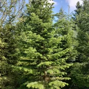 Jodła kaukaska – Abies nordmanniana