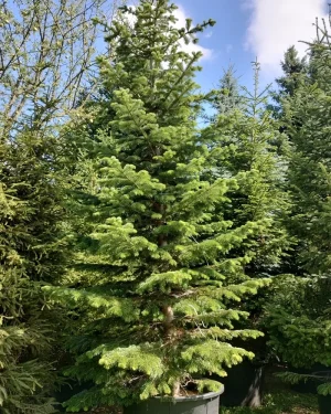 Jodła kaukaska – Abies nordmanniana