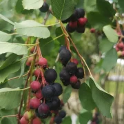 Świdośliwa Lamarcka  – Amelanchier lamarckii