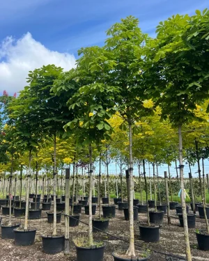 Kasztanowiec pospolity 'Baumannii’ – Aesculus hippocastanum