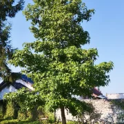 Ambrowiec amerykański – Liquidambar styraciflua