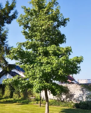Ambrowiec amerykański – Liquidambar styraciflua