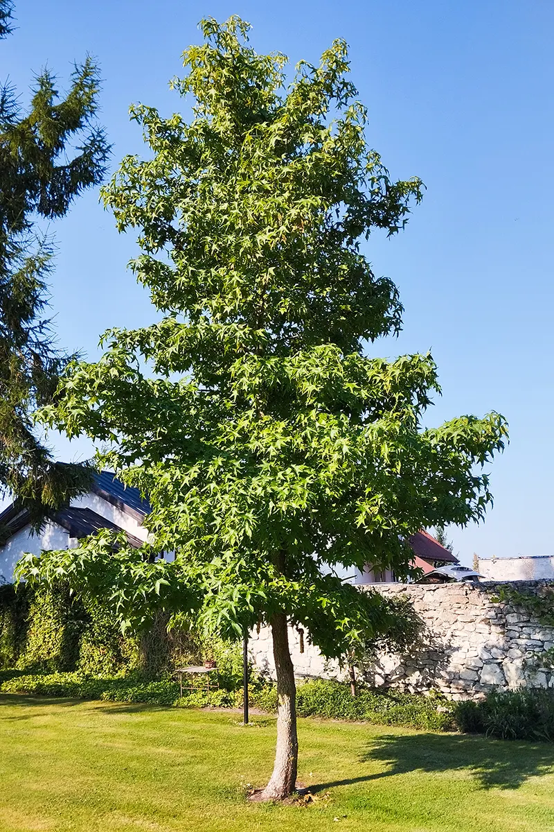 Ambrowiec amerykański – Liquidambar styraciflua
