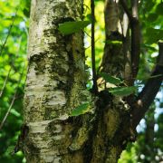 Brzoza brodawkowata 'Fastigiata’ – Betula pendula