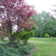 Buk pospolity 'Purpurea Tricolor’ – Fagus sylvatica