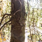 Choina kanadyjska 'Pendula’ – Tsuga canadensis