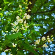 Czeremcha zwyczajna – Prunus padus