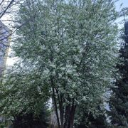 Czeremcha zwyczajna – Prunus padus