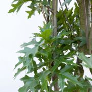 Dąb błotny *Kolumna* – Quercus palustris