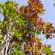 Dąb błotny *Kolumna* – Quercus palustris