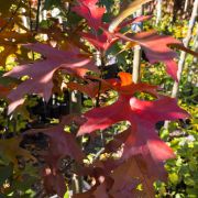 Dąb błotny – Quercus palustris