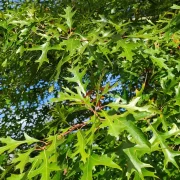 Dąb błotny – Quercus palustris
