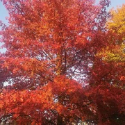Dąb błotny – Quercus palustris