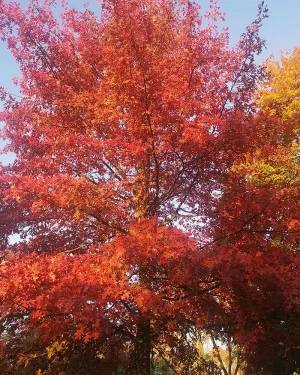 Dąb błotny – Quercus palustris