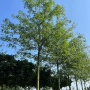 Dąb błotny – Quercus palustris