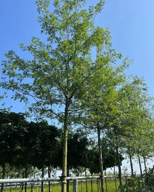 Dąb błotny – Quercus palustris