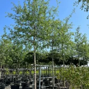 Dąb błotny – Quercus palustris