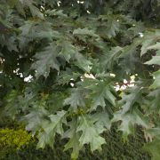 Dąb czerwony – Quercus rubra