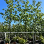 Dąb czerwony – Quercus rubra