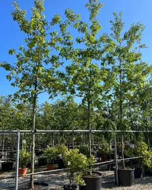 Dąb czerwony – Quercus rubra