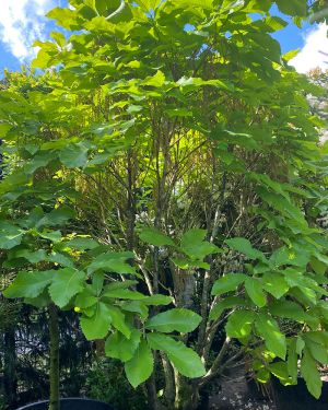 Dąb pontyjski – Quercus pontica