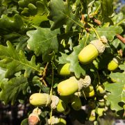Dąb szypułkowy – Quercus robur
