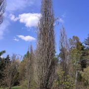 Dąb szypułkowy *Kolumna* – Quercus robur