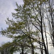 Dąb szypułkowy – Quercus robur