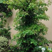 Hortensja pnąca – Hydrangea anomala subsp. petiolaris