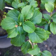 Hortensja pnąca – Hydrangea anomala subsp. petiolaris