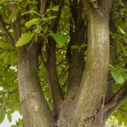 Jarząb szwedzki – Sorbus intermedia
