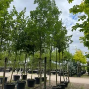 Jesion wyniosły – Fraxinus excelsior