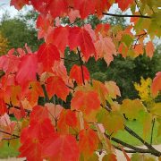 Klon czerwony – Acer rubrum